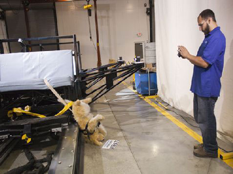 Crash test dogs