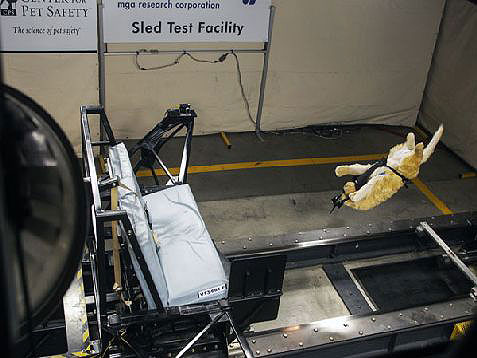 Crash test dogs